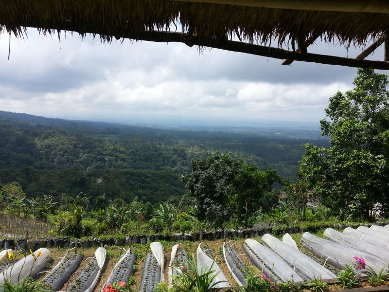 Клубничная плантация, Бедугул, Бали, Индонезия