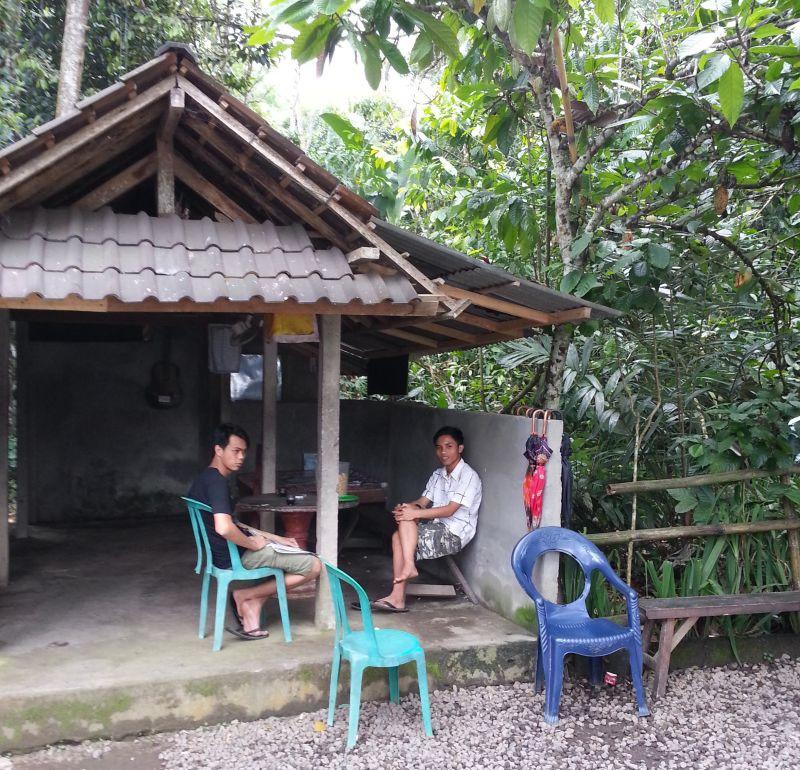 Кофейная плантация Cantik, округ Гианьяр, Бали, Индонезия