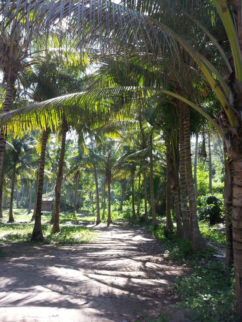 От пляжа White Sand Beach начинается пальмовый лес